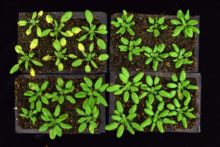 Researchers Discover How Plants Reprogram Their Cells To Fight Invaders