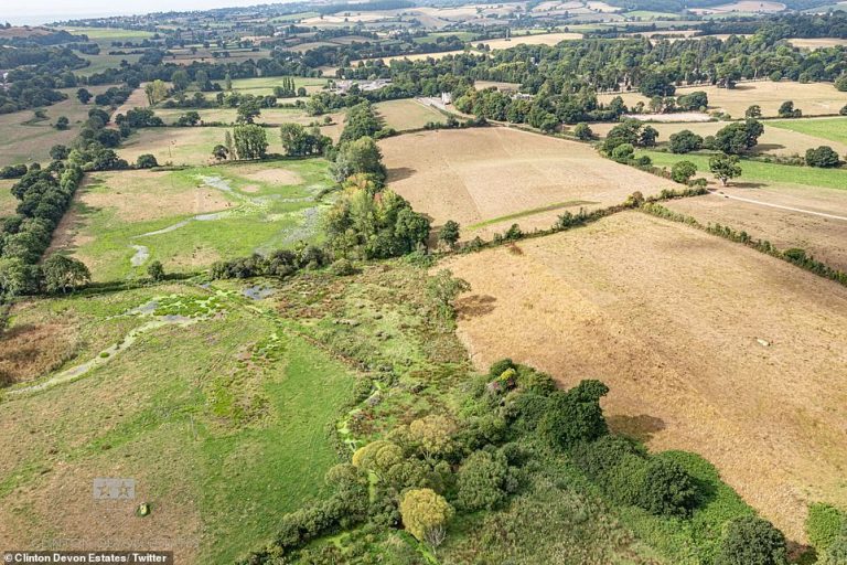 Beavers transform ‘Tinderbox Britain’ into network of wetlands to escape worst of the drought