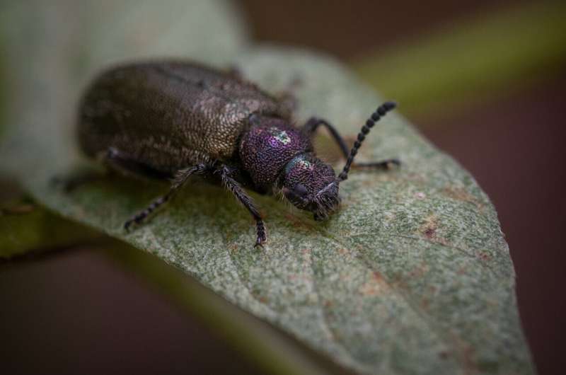 Beetles rely on unique 'back pockets' to keep bacterial symbionts safe during metamorphosis