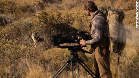 Elijah Harris and a puma cub study one another during filming.