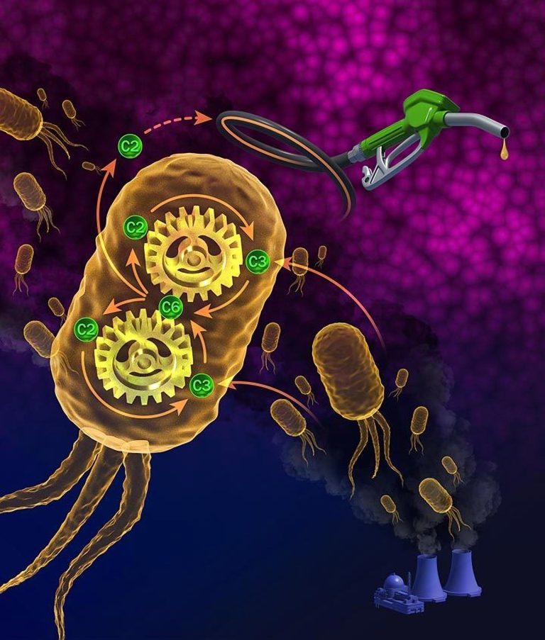 Microbes Can Ferment Carbon Dioxide To Make Fuel