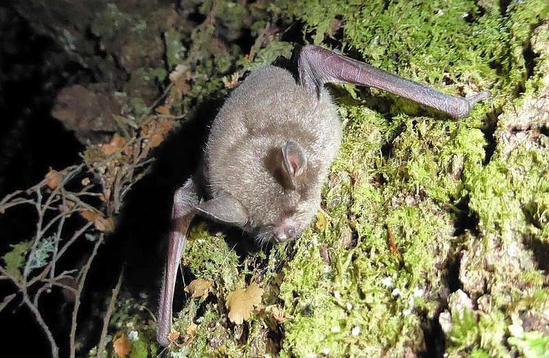 Cats are eating NZ's critically endangered bats