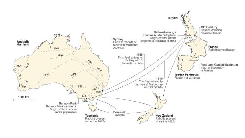 DNA profiling solves Australian rabbit plague puzzle