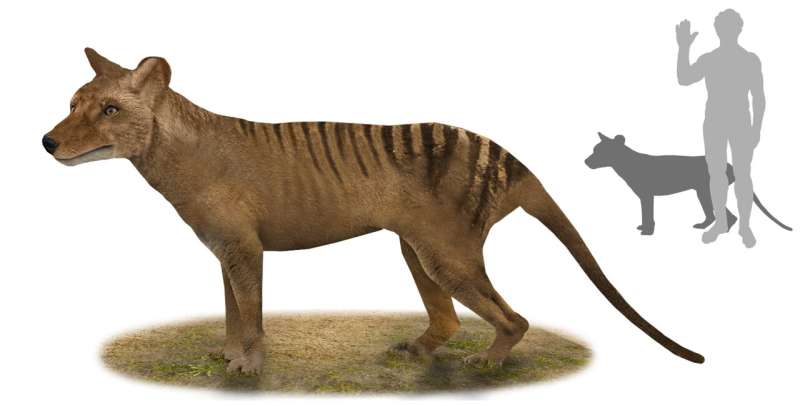 De-extinction company plans to bring back the Tasmanian tiger