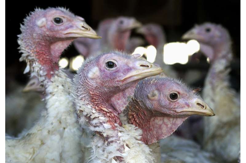 Deadly bird flu returns to Midwest earlier than expected