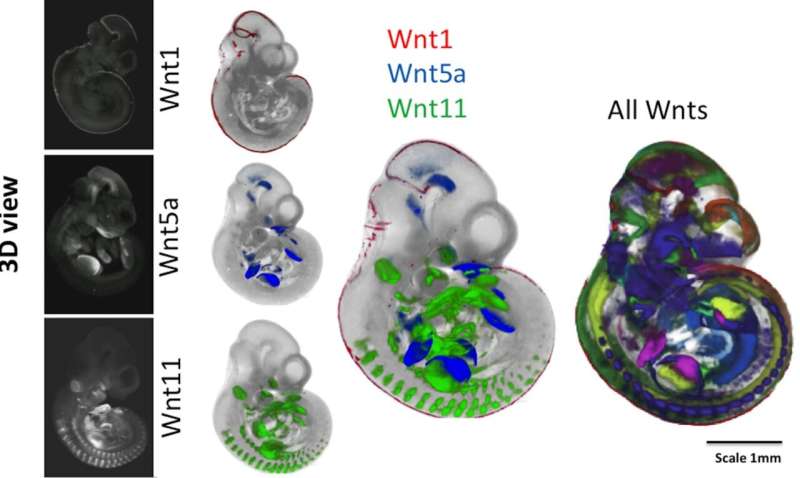 Developmental biologists map multi-gene activity hotspots in developing embryos for the first time