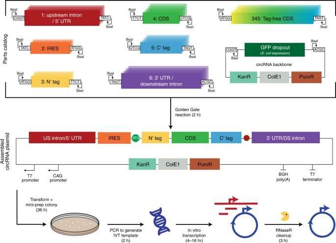 Engineering circular ribonucleic acids (circRNAs) for improved protein production