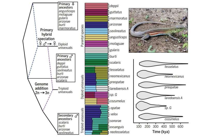 Divergence time between ancestral parents found to be predicter of effects of hybridization