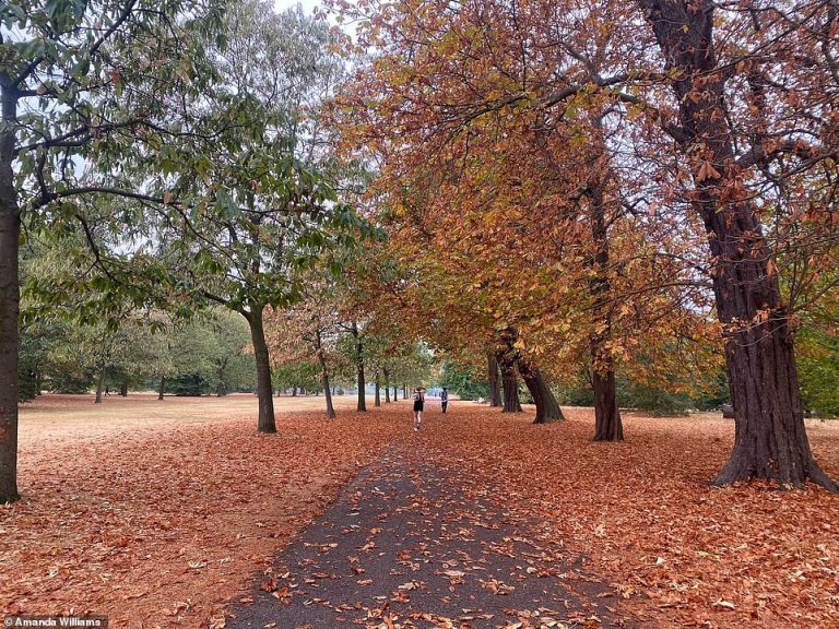 False Autumn drought: Leaves fall from trees in August as trees go into survival mode