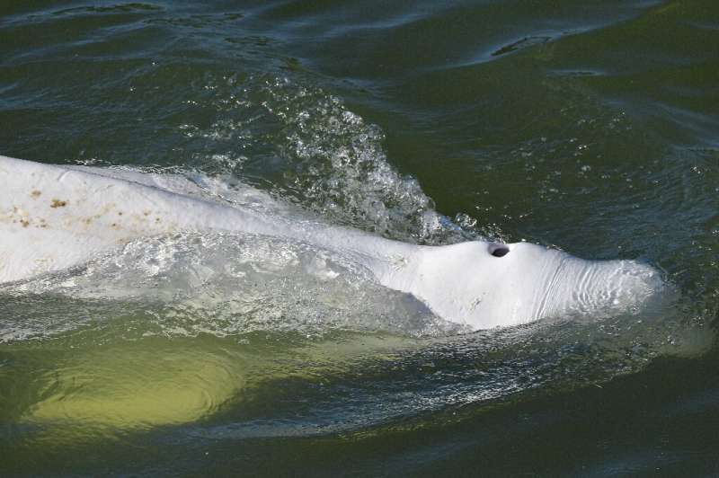 France readies 'exceptional' rescue of beluga astray in Seine