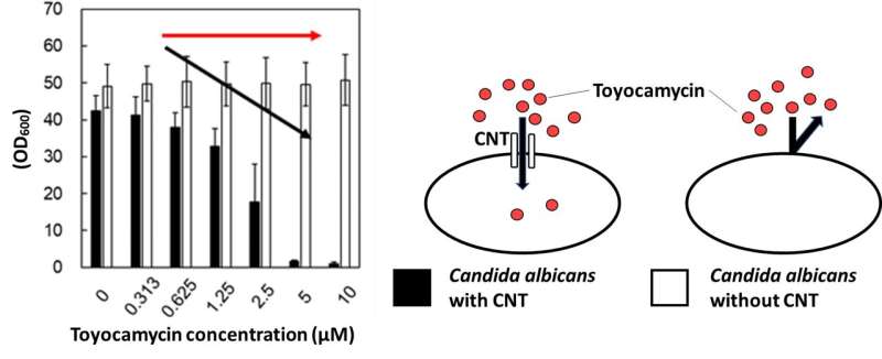 Toyocamycin mode of uptake discovered: Good news for antifungal development!