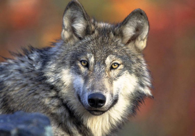 Scientists Issue Plan for Rewilding the West With Gray Wolf and North American Beaver