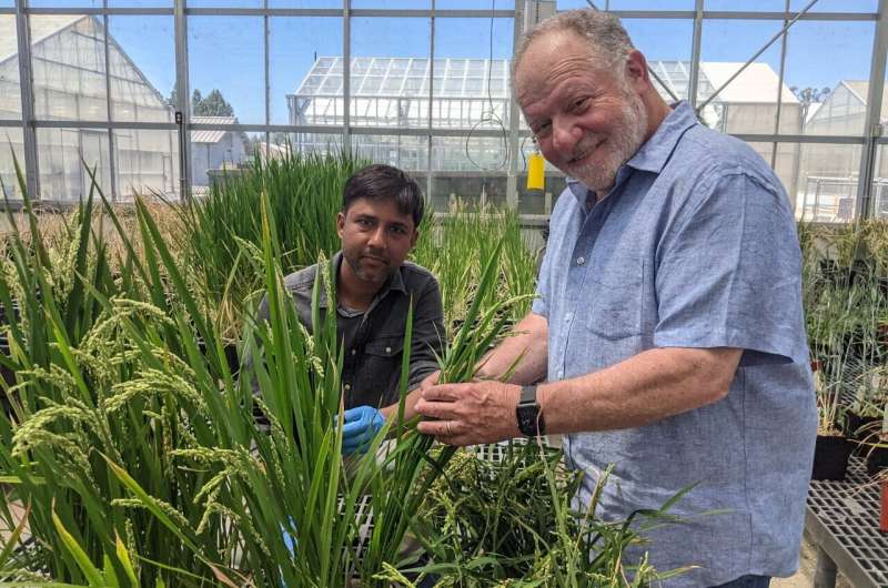 Growing cereal crops with less fertilizer