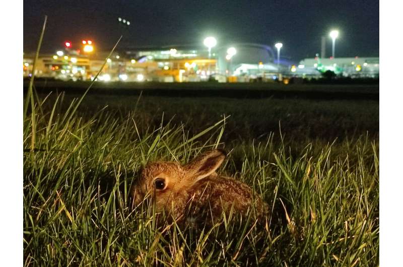 Hareport hazard - researchers identify most dangerous times for hares on Dublin Airport's runway