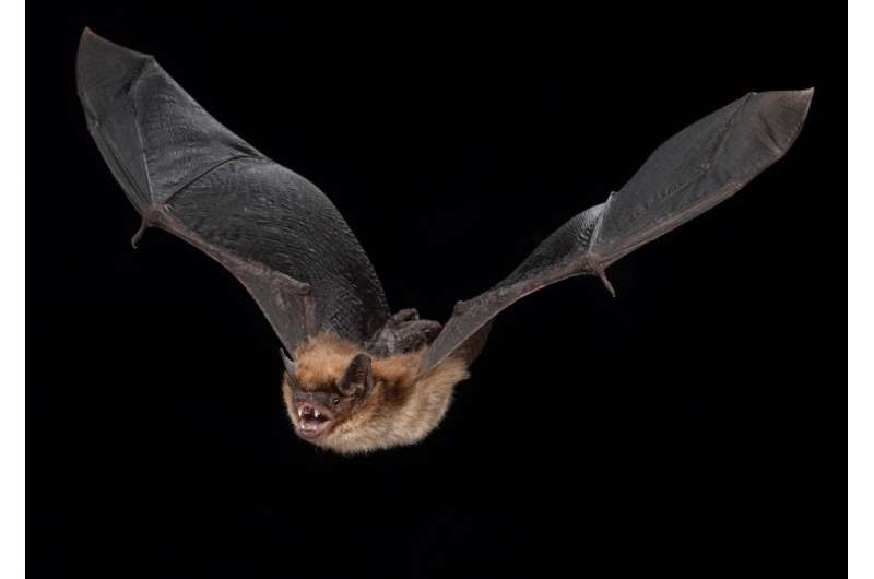 Hibernation slows biological aging in bats