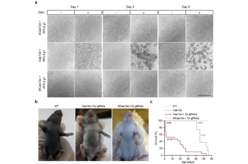 Researchers Design High-Fidelity Cas13 Variants with Minimal Collateral RNA Targeting