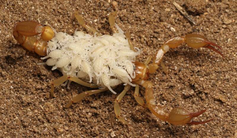 Bay Area high school students describe two new species of scorpions with California Academy of Sciences