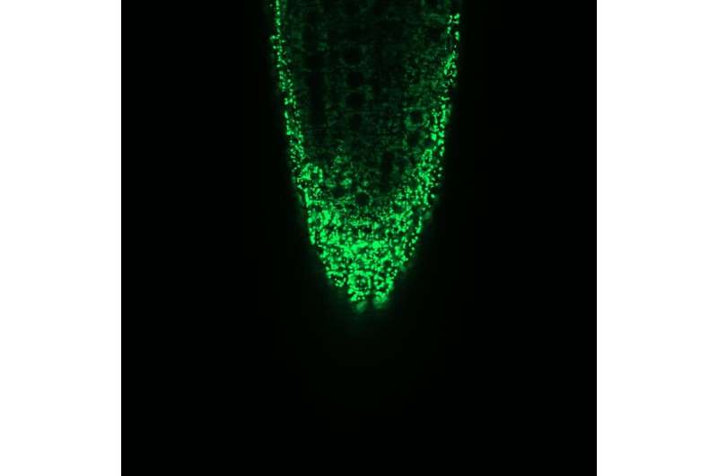 How calcium ions get into the cellular power stations of plants