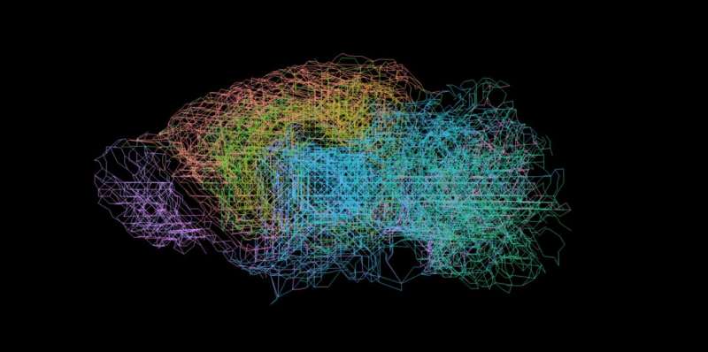 Network assembly through cell division