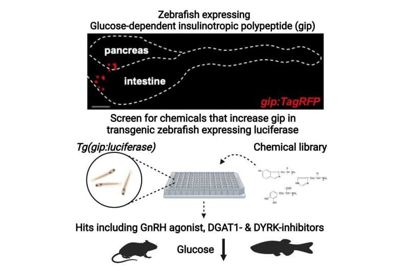 In vivo drug discovery for increasing incretin-expressing cells in diabetes