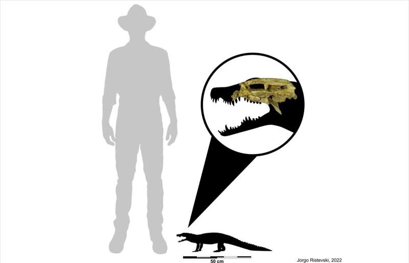 Inside the head of one of Australia's smallest fossil crocs