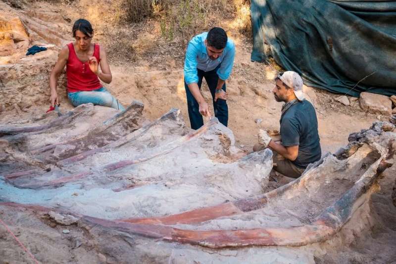 Largest dinosaur skeleton in Europe might have been found in Portugal