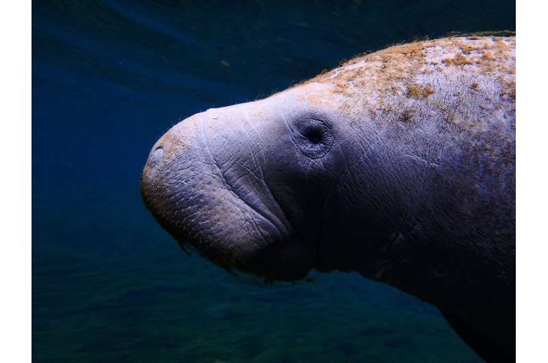 manatee