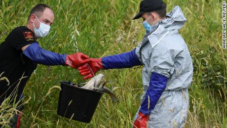 Dead fish are removed from the Polish side of the river Oder on Saturday.