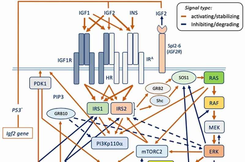 Molecular medicine review reveals the role of IGF in cancer, other proliferative disease