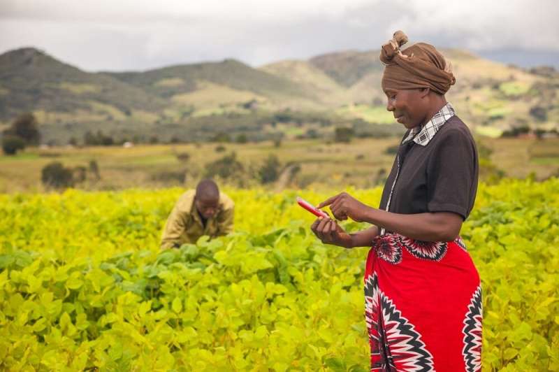 Multi-channel approach to extension reaps benefits for farmers fighting fall armyworm pest in Eastern Rwanda