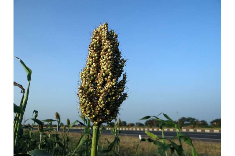 sorghum 