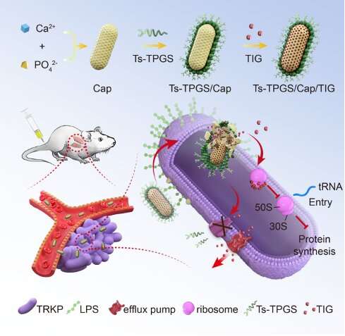 Nanorods overcome tigecycline resistance of Klebsiella pneumonia