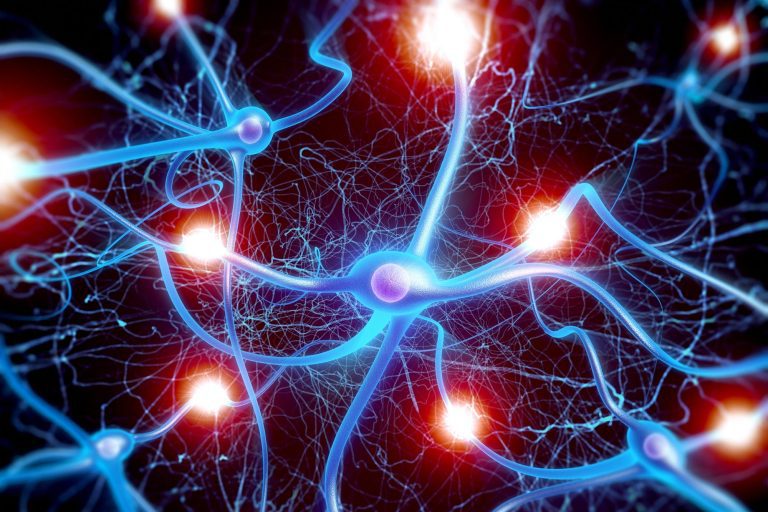 Brain Neurons Born Together Wire and Fire Together for Life