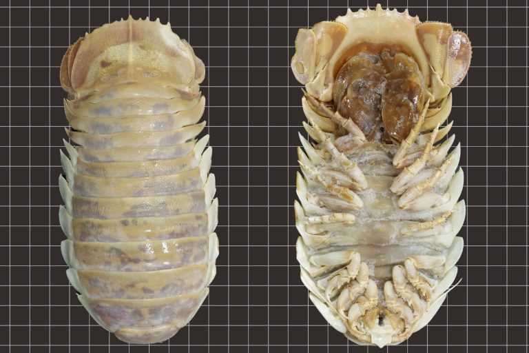 Massive New Deep-Sea Isopod Discovered in the Gulf of Mexico – 2,500% Larger Than Common Woodlice