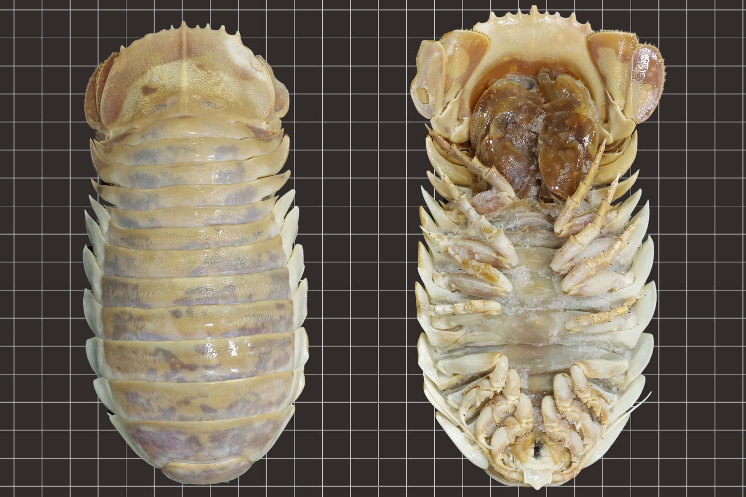 Massive New Deep Sea Isopod Discovered In The Gulf Of Mexico 2 500 Larger Than Common