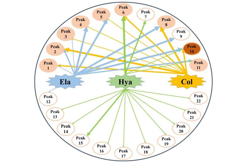 Researchers reveal potential anti-aging components of Moringa oleifera leaf