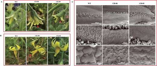 Regulation of fruit development and ripening by DNA methylation