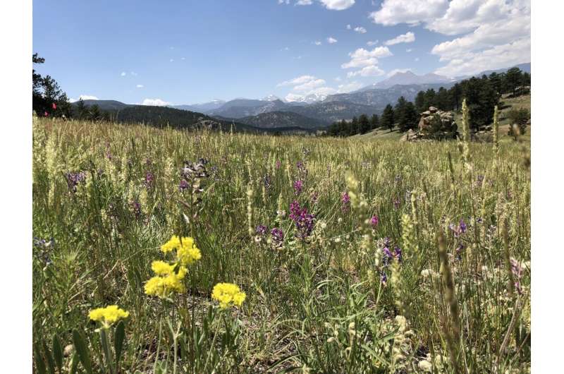 Research shows pairing herbicides with prescribed burning improves downy brome control