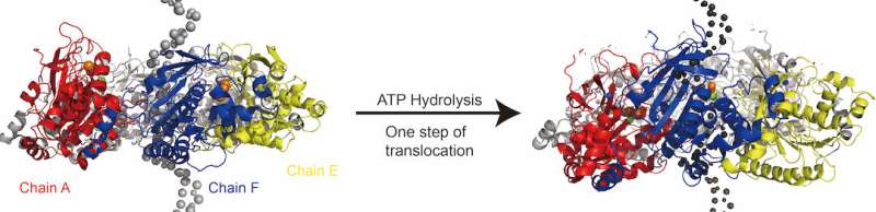 Rice models moving 'washers' that help DNA replicate