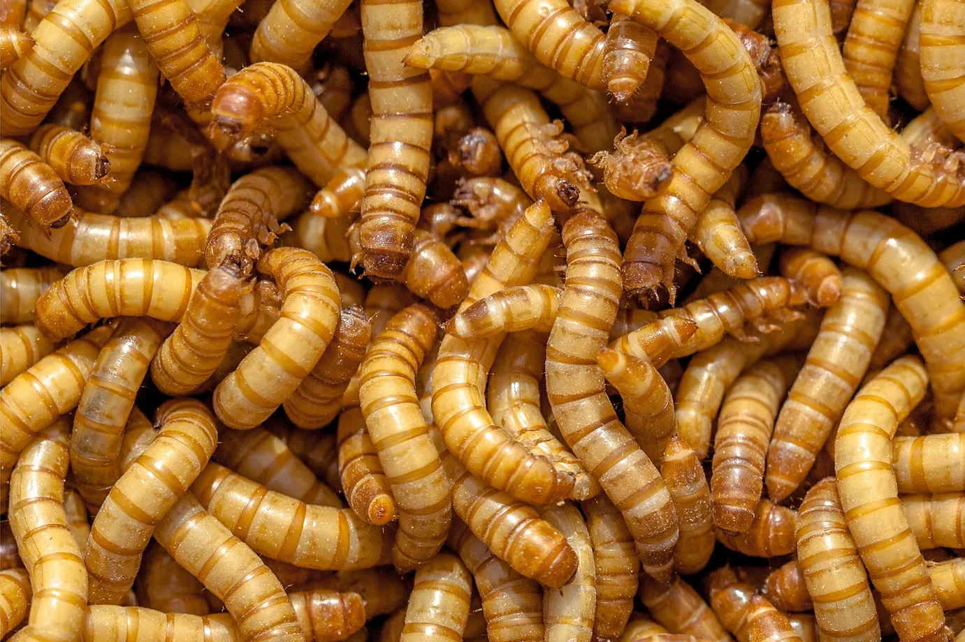 Mealworms