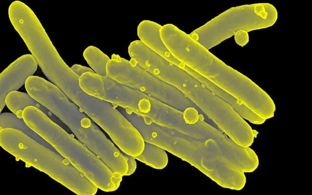 Mycobacterium Tuberculosis