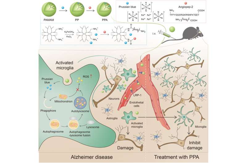 Researchers develop blood-brain-barrier-permeable nanoparticles for Alzheimer's disease treatment