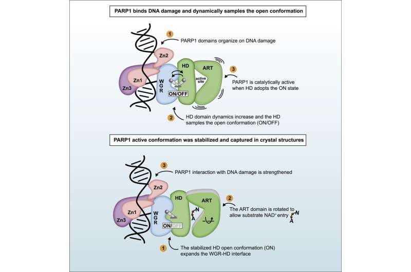 Researchers gain new insights into a dynamic protein targeted in cancer therapy