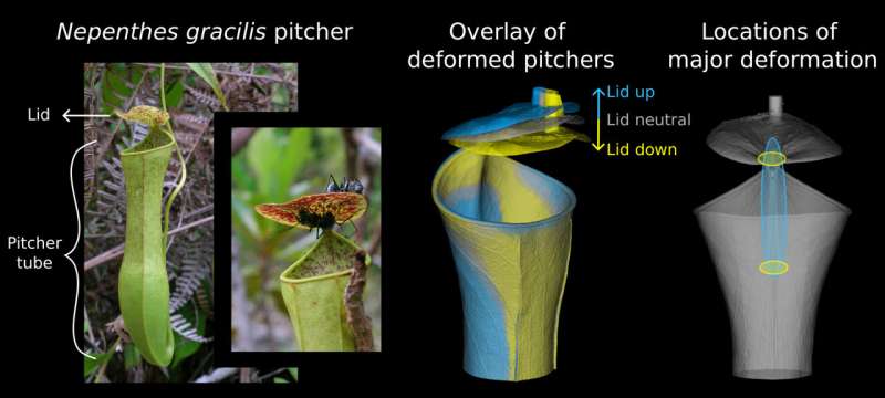 Researchers reveal how an insect-eating plant uses rain energy to power its traps