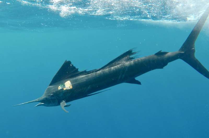 Nova Southeastern University researchers use first-of-its-kind tracking sensors to study billfish