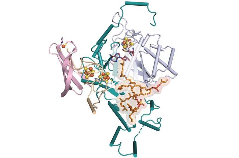 Revealed missing step in lipid formation could enable detection of past climate