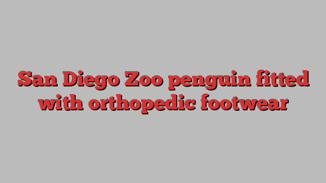 San Diego Zoo penguin fitted with orthopedic footwear