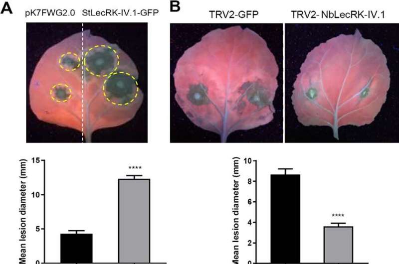 A first: Scientists characterize the potato L-type lectin StLecRK-IV.1, which negatively regulates late blight resistance by aff