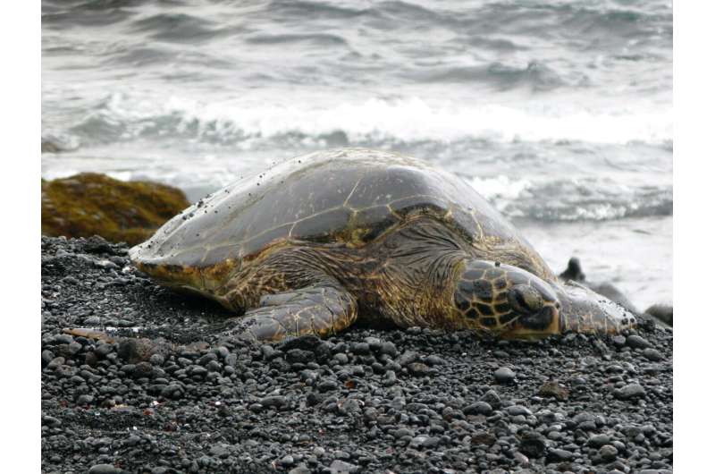 Scientists identify potential bioindicators for monitoring plastic pollution in North Pacific Ocean