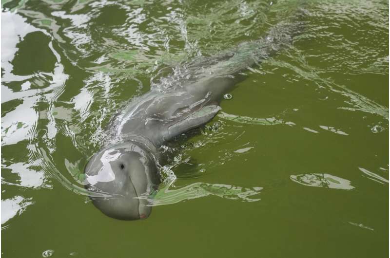 Sick dolphin calf improves with tube-fed milk, helping hands